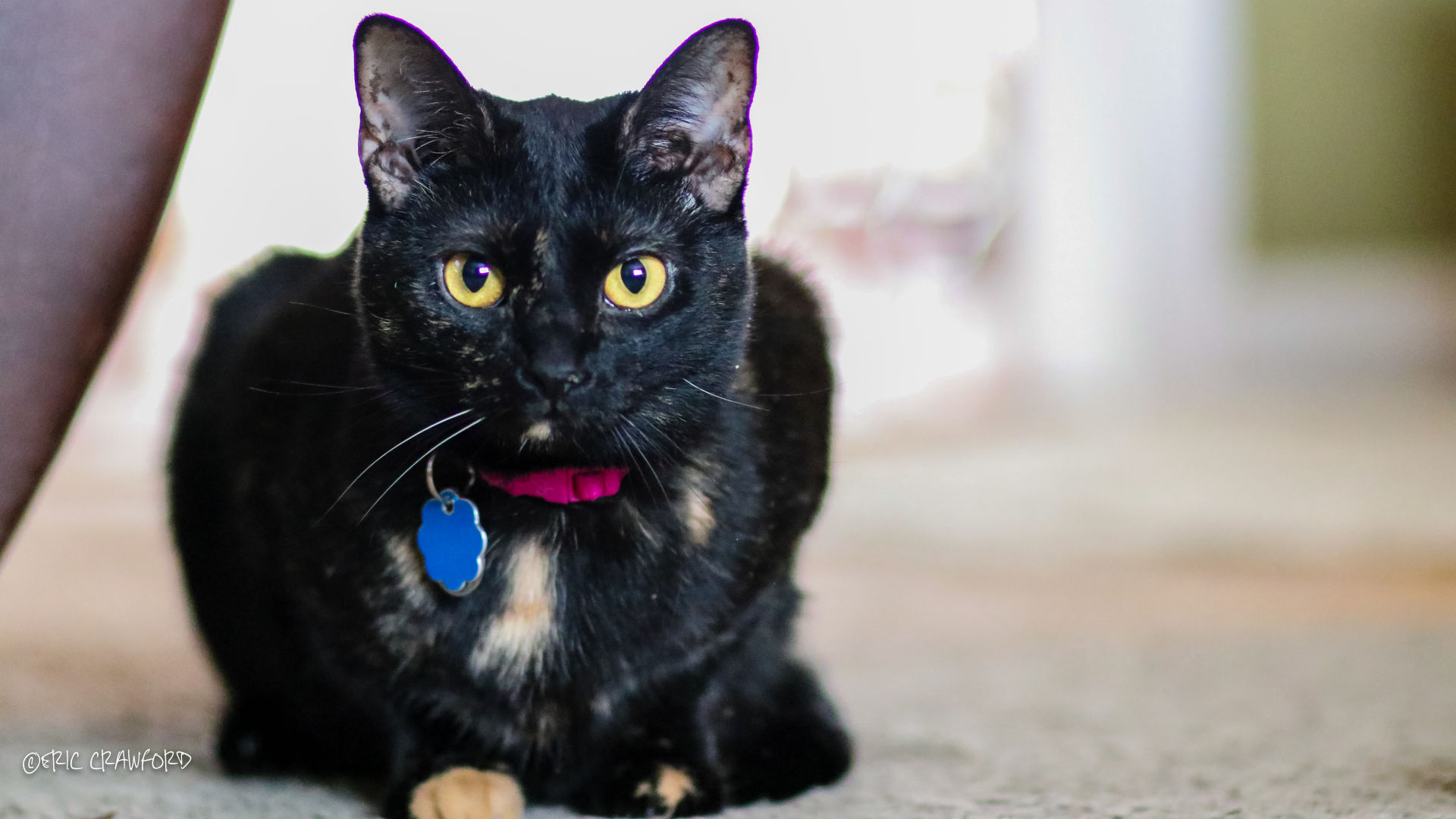 Obligatory cat photo